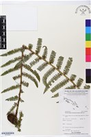 登錄號:BP02605藏品圖，第1張