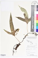 海岸擬茀蕨、海岸星蕨藏品圖，第1張