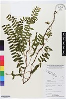 登錄號:BP02610藏品圖，第1張