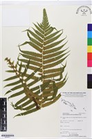 登錄號:BP02611藏品圖，第1張