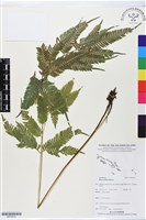 登錄號:BP02612藏品圖，第1張