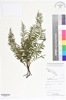 登錄號:BP02614藏品圖，第1張