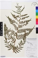 登錄號:BP02615藏品圖，第2張