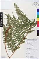 登錄號:BP02615藏品圖，第3張