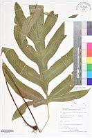 登錄號:BP02616藏品圖，第1張