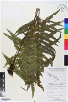 登錄號:BP02617藏品圖，第1張