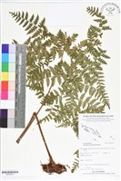登錄號:BP02619藏品圖，第1張