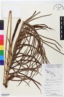 登錄號:BP02620藏品圖，第2張