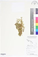 緣毛卷柏藏品圖，第1張