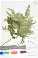 登錄號:BP02622藏品圖，第1張