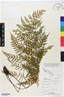 登錄號:BP02624藏品圖，第1張