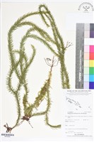 登錄號:BP02625藏品圖，第1張