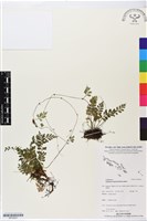 登錄號:BP02627藏品圖，第1張