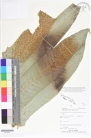 登錄號:BP02629藏品圖，第1張