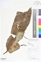 登錄號:BP02630藏品圖，第1張