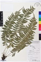 鈍齒鐵角蕨藏品圖，第1張