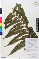 登錄號:BP02632藏品圖，第1張