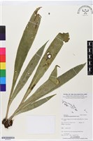 登錄號:BP02633藏品圖，第1張