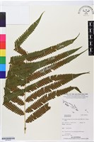 登錄號:BP02634藏品圖，第1張