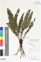 登錄號:BP02635藏品圖，第1張