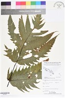 登錄號:BP02637藏品圖，第1張