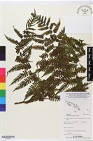 登錄號:BP02639藏品圖，第1張