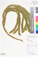 登錄號:BP02640藏品圖，第1張