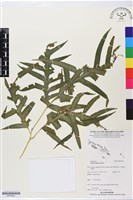 登錄號:BP02642藏品圖，第1張