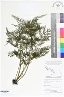 大球稈毛蕨藏品圖，第1張