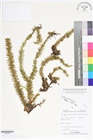 登錄號:BP02645藏品圖，第1張