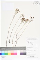 分枝莎草蕨藏品圖，第1張