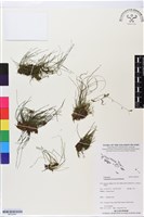 登錄號:BP02647藏品圖，第1張