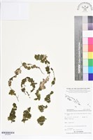 登錄號:BP02648藏品圖，第1張