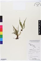 登錄號:BP02651藏品圖，第1張