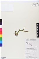 登錄號:BP02654藏品圖，第1張