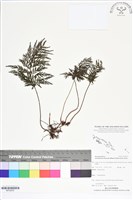 登錄號:BP02655藏品圖，第1張