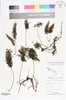 登錄號:BP02656藏品圖，第1張