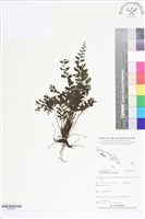 菲律賓厚葉蕨藏品圖，第1張