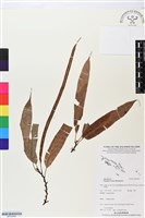 登錄號:BP02659藏品圖，第1張