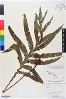 登錄號:BP02663藏品圖，第1張