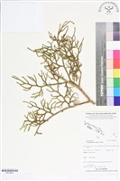 過山龍藏品圖，第1張