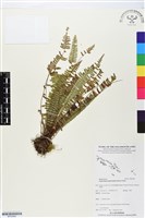 登錄號:BP02665藏品圖，第1張