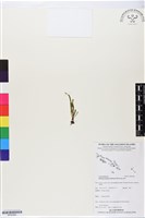 登錄號:BP02666藏品圖，第1張