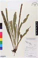 登錄號:BP02670藏品圖，第1張