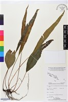 登錄號:BP02671藏品圖，第1張