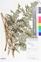 登錄號:BP02673藏品圖，第1張