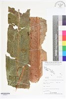 登錄號:BP02674藏品圖，第1張