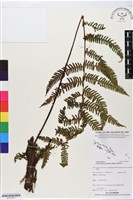 登錄號:BP02676藏品圖，第1張