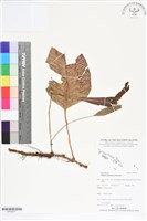 登錄號:BP02677藏品圖，第1張