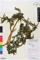 登錄號:BP02679藏品圖，第1張